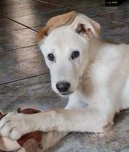 SID cucciolo di 4 mesi meravigliosi cerca casa ❤️🐶 Foto 3